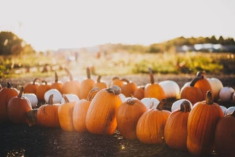 Pumpkin Picking in Bath