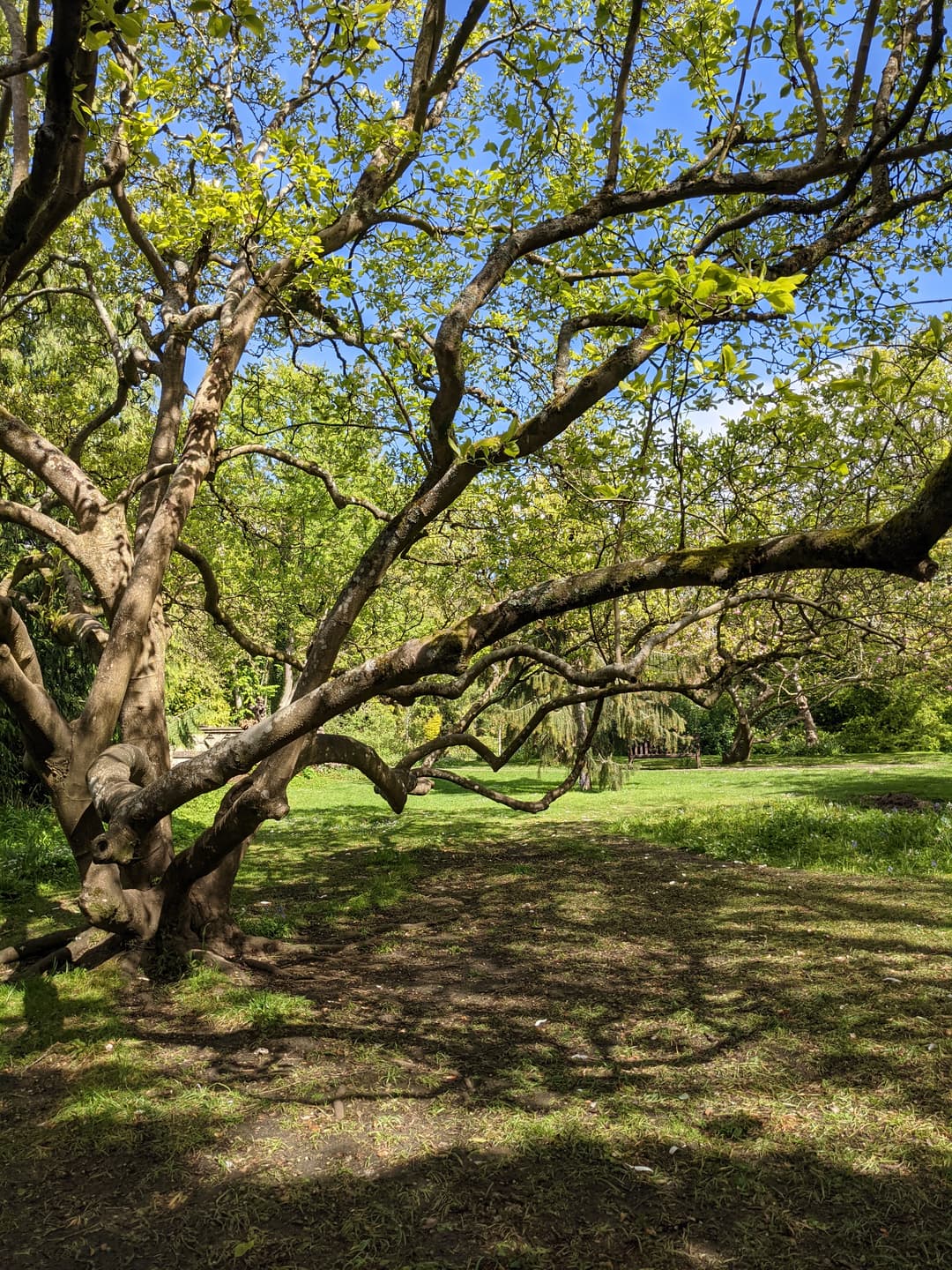Royal Victoria Park - image 2